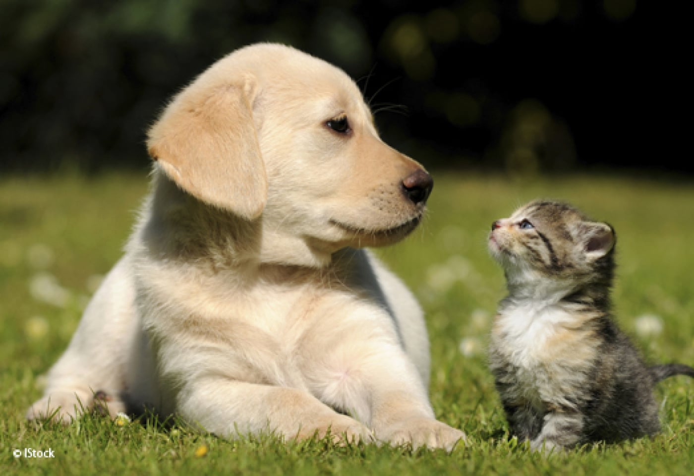 Animals