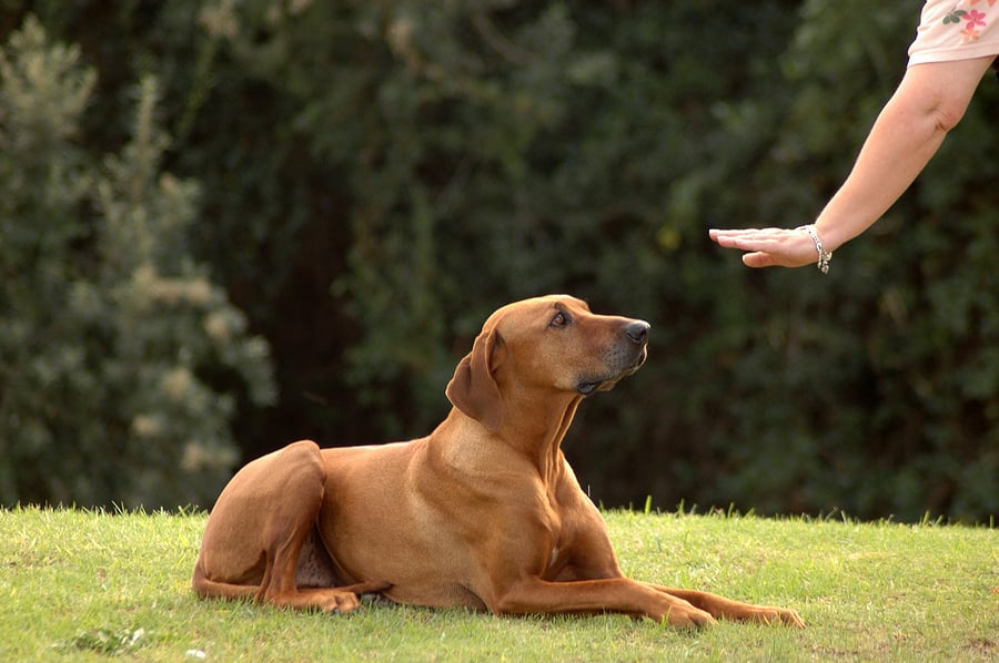 Animal training