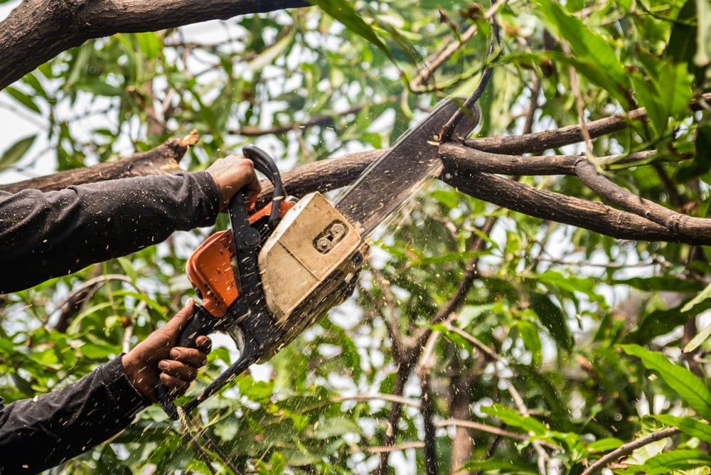 Pruning