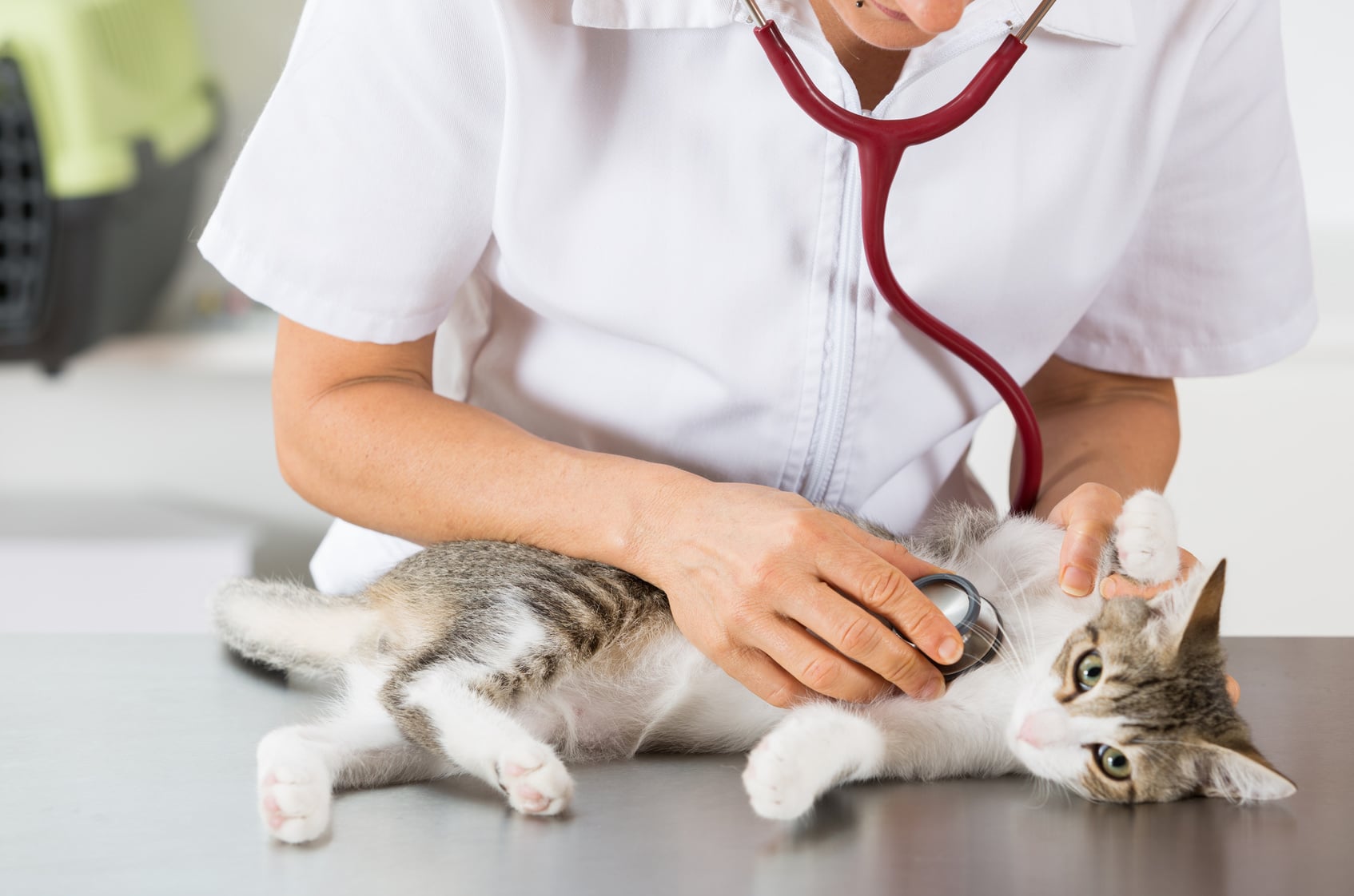 Animal care