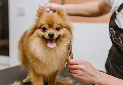 Pet grooming
