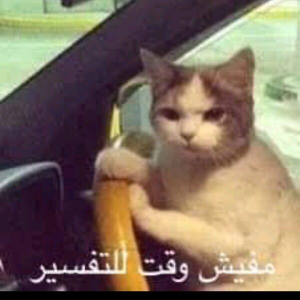 Amal Alsayed