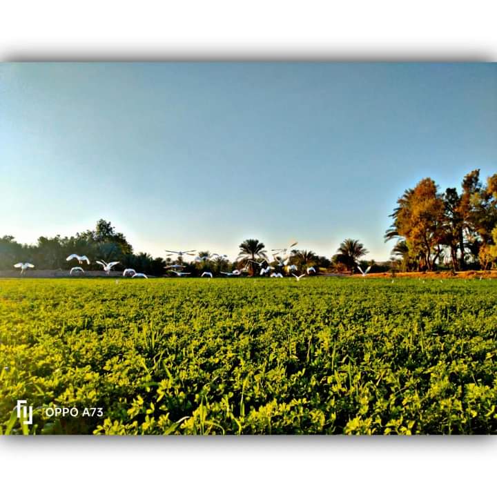Rahma Mustafa - portfolio - 0