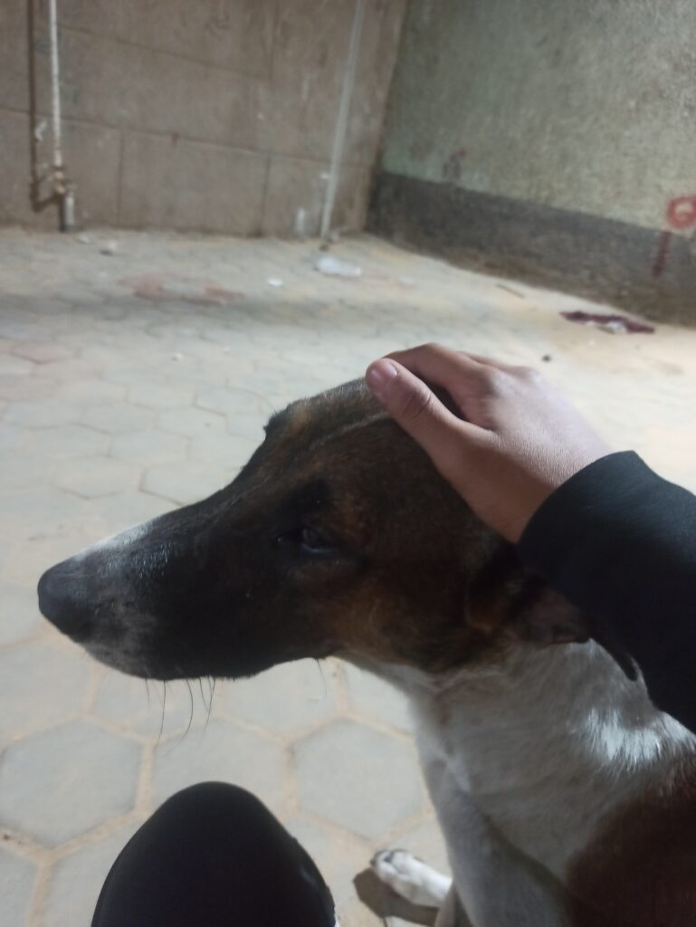 Je m’occuperai de votre animal de compagnie de manière professionnelle. - portfolio - 0