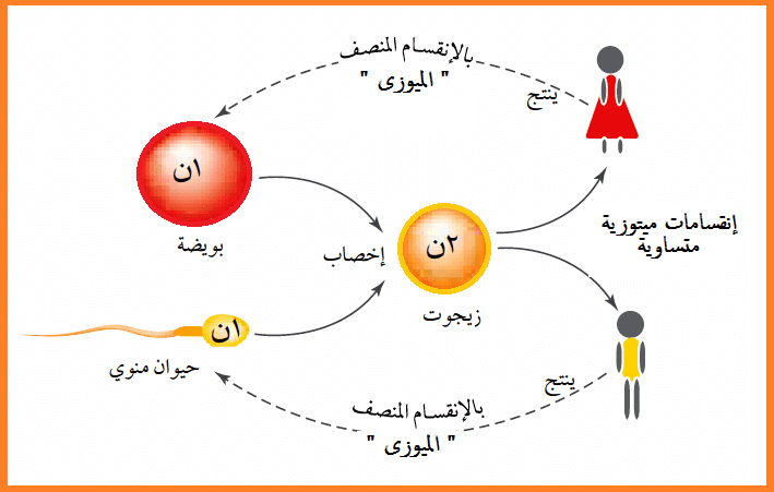 The oldest lessons in biology - portfolio - 1