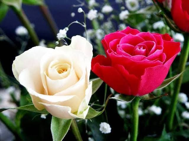 Amine Pnl