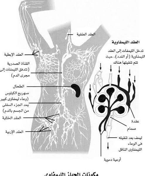 محمد  عبد الخالق حسين 