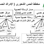 Hamal safe - Béchar, Algeria