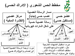همال امنة