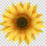 Background Removel  - Remote