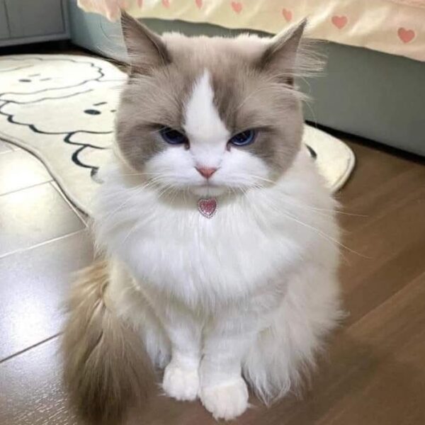 Victor Victor