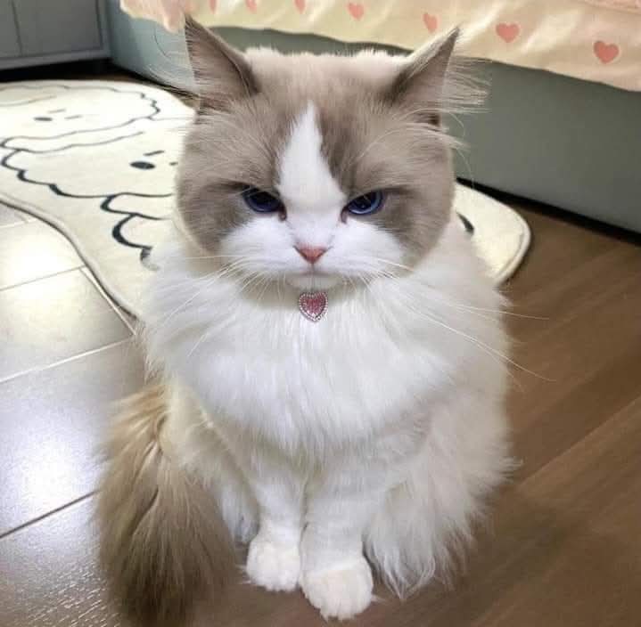 Victor Victor