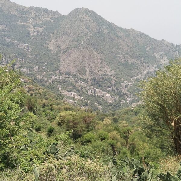 Wafa Mohommed