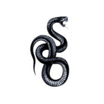 Snake Music - Arak, Iran