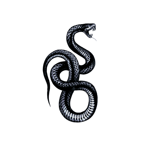 Snake Music