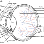 I will design labelled black & white veterinary anatomy diagrams for PUBLICATION & Teaching material - Remote