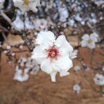 Nizar Al , Tayeb - Gafsa, Tunisia