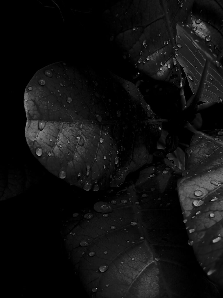 Laurette Laure - portfolio - 0