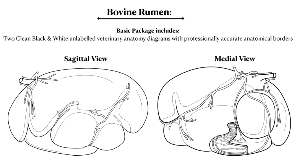 I will create clear veterinary anatomy diagrams for PUBLICATIONs and textbooks - portfolio - 1