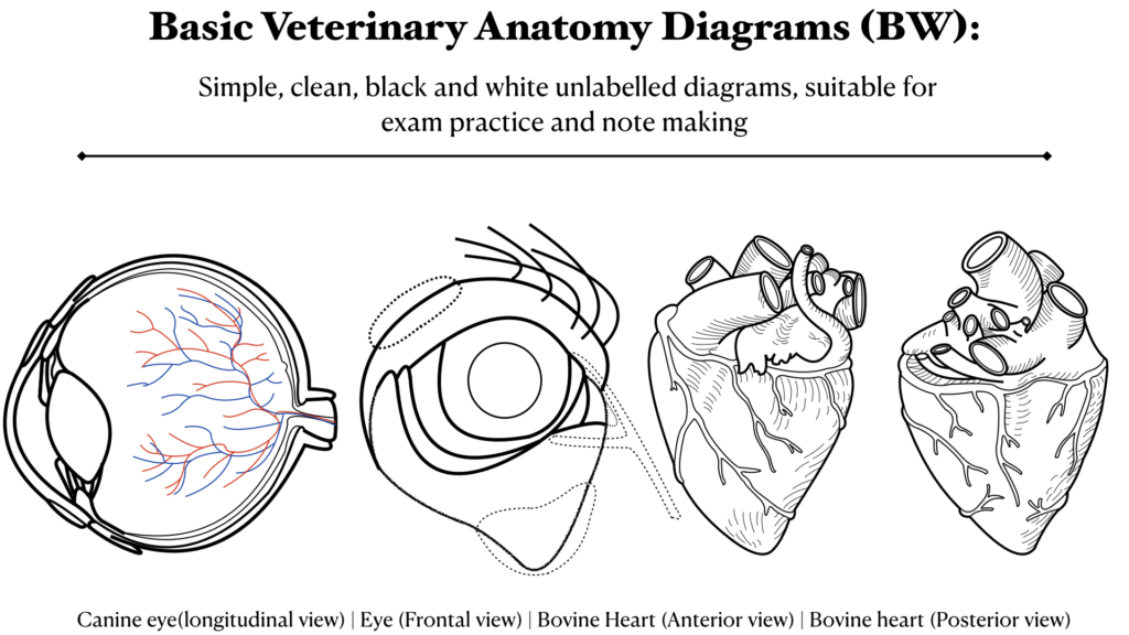 I will create clear veterinary anatomy diagrams for PUBLICATIONs and textbooks - portfolio - 0