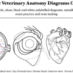 I will create clear veterinary anatomy diagrams for PUBLICATIONs and textbooks - Remote