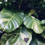 Landscape/Nature Photography - Remote