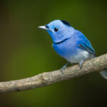 Arcot Poojitha - Hyderabad, India