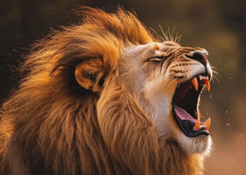 Wise Lion