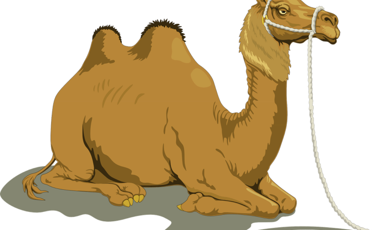 The miracle of the camel our master Saleh peace be upon him - portfolio - 2