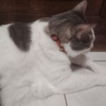 Garde d'animaux