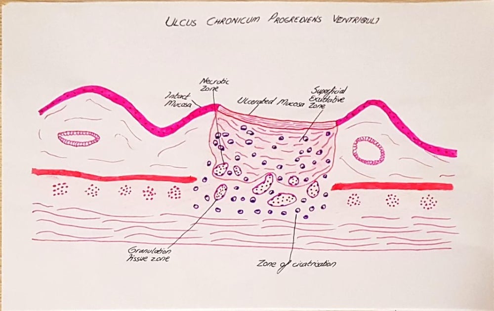 سأرسم لك رسومات طبية عالية الأهمية، ومخططات للأنسجة، ورسومات توضيحية للأمراض