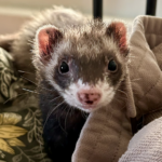 Ferret sitting