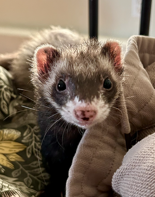 Ferret sitting